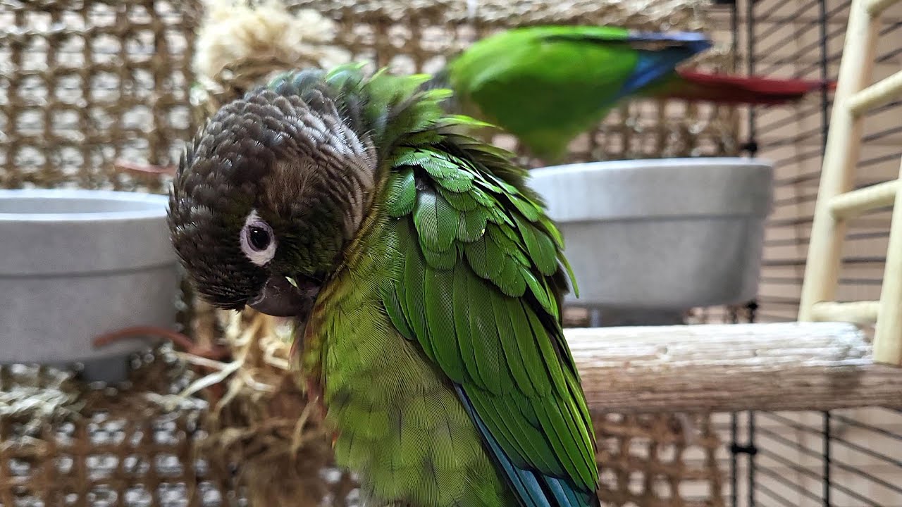 7 hours of conure parakeet sounds for relaxation
