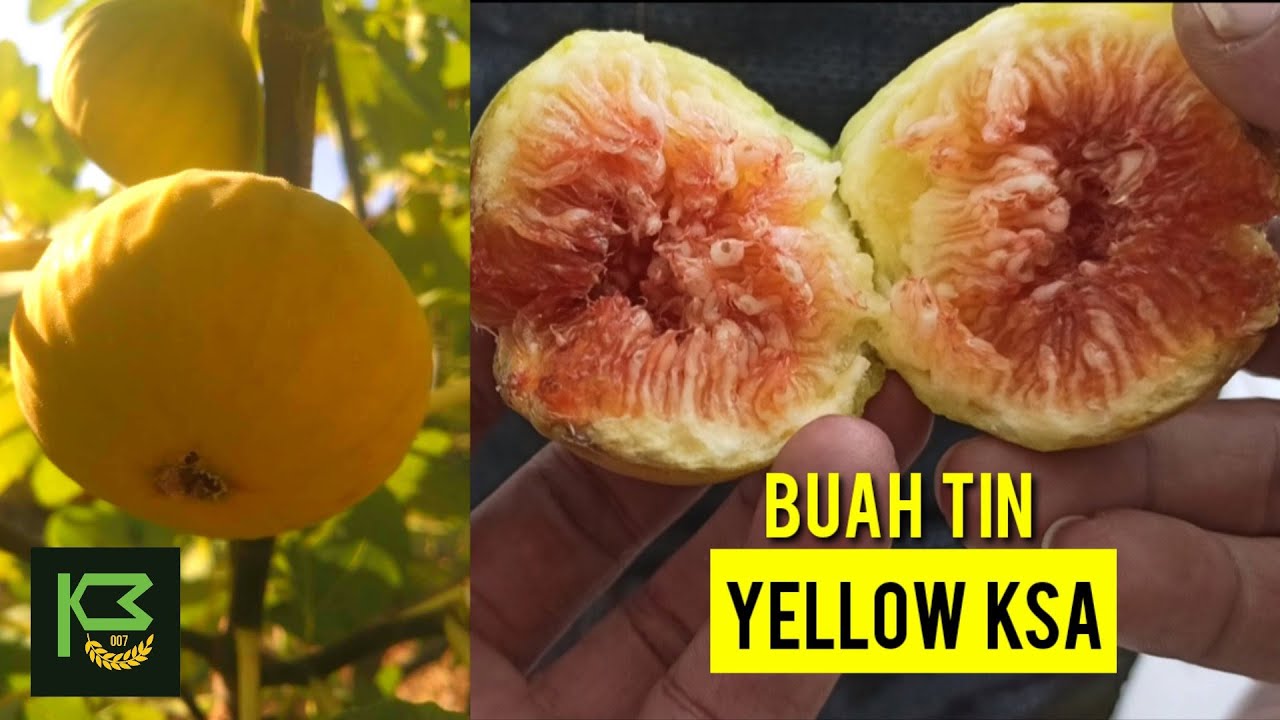 Review Buah Tin varian YKSA (Yellow King Saudi Arabia) || Si Buah Kuning Besar