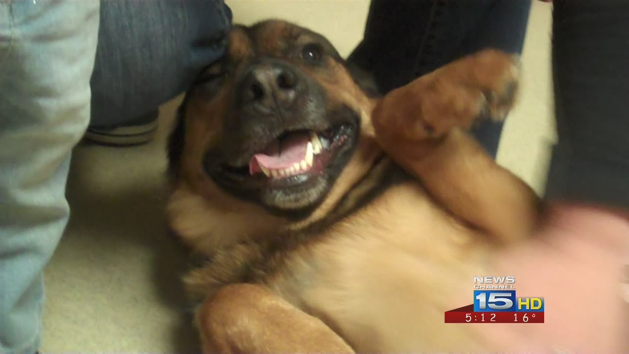 Dog lost for six months reunited with owners