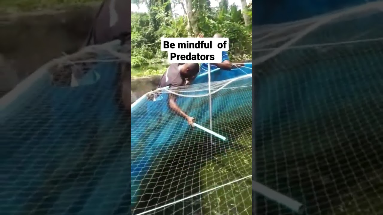 Predators caught in a tampolin pond 