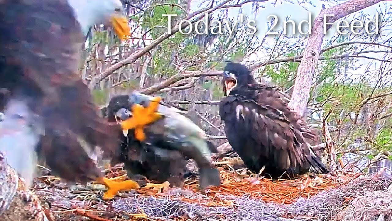 #400🦅Brutus🐥59° & Peanut🐥54°／Winter Park Eagle Nest 2026／Against All Odds:One-Eyed Mom／Wink💗Atlas