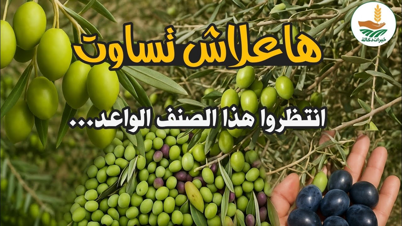 #زراعة_الزيتون 🫒  ها علاش صنف تساوت...
