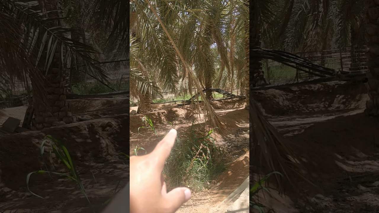 تجربتي مع الأزولا في القصيم