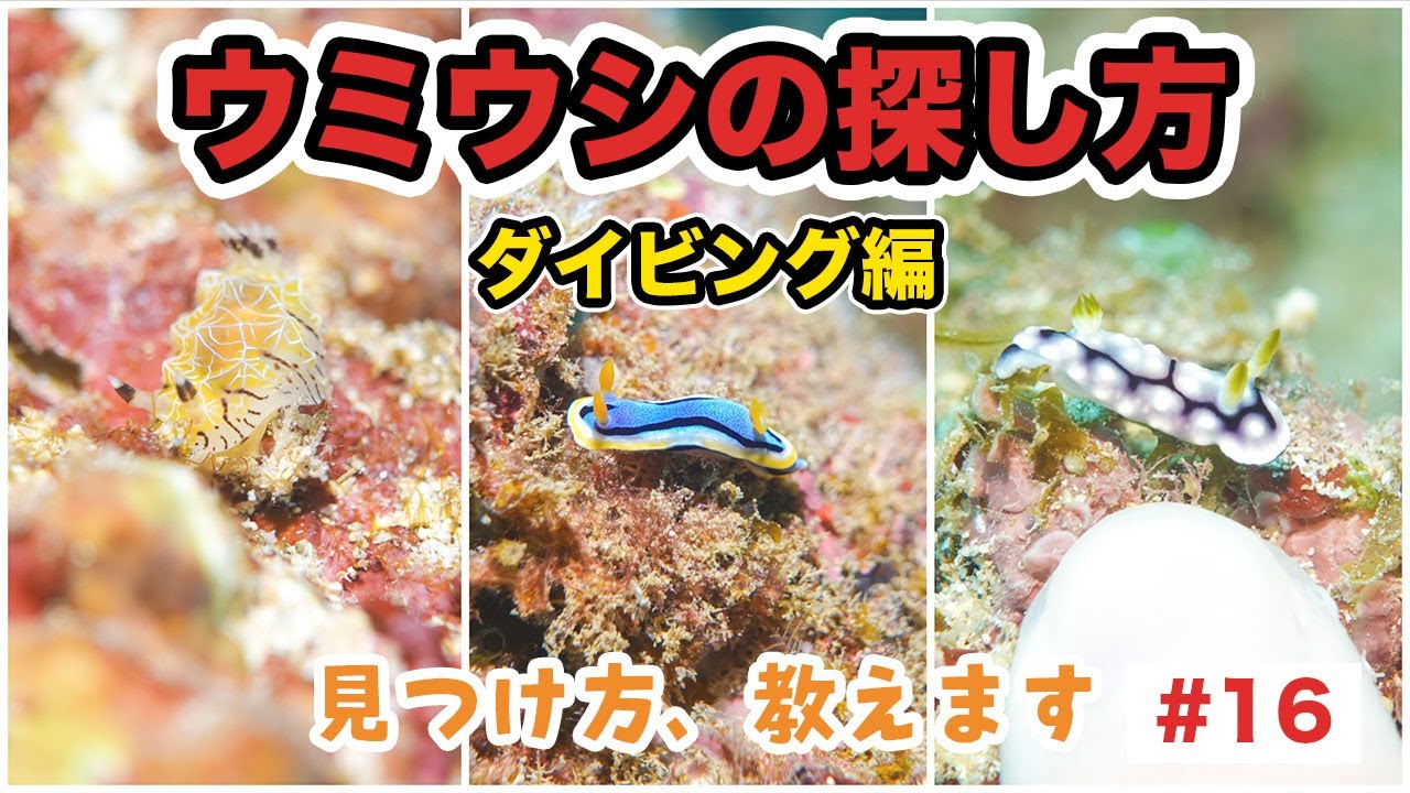 【ウミウシの探し方講座】初心者でも見つけるコツを現役ガイドが解説【スキューバダイビング編】#16