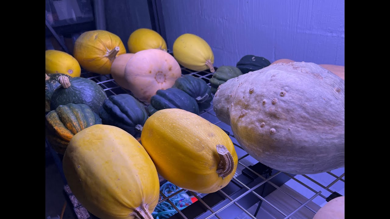 Long Term Squash Preservation | Keep Your Winter Squash For A Year!
