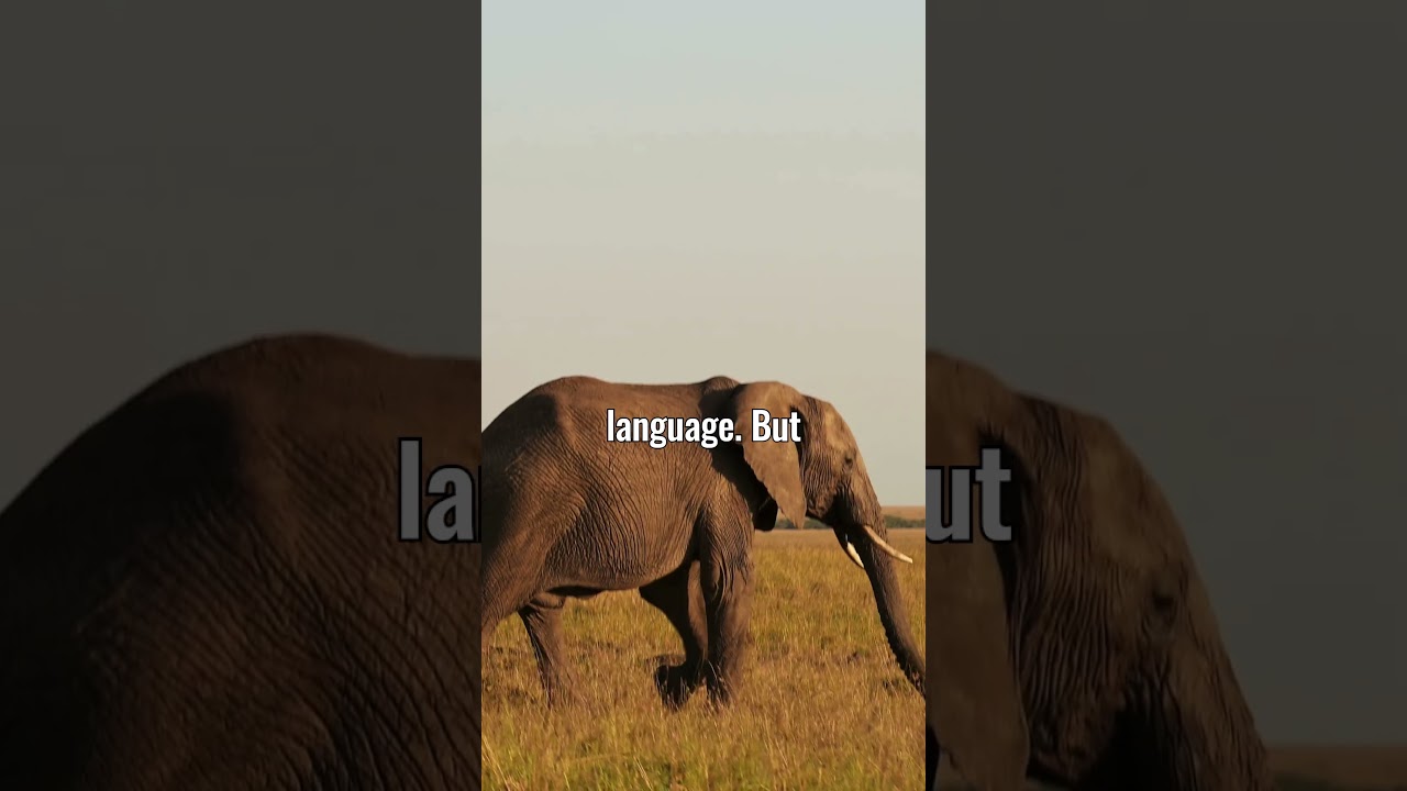 The Shocking Origins of the Language Afrikaans!