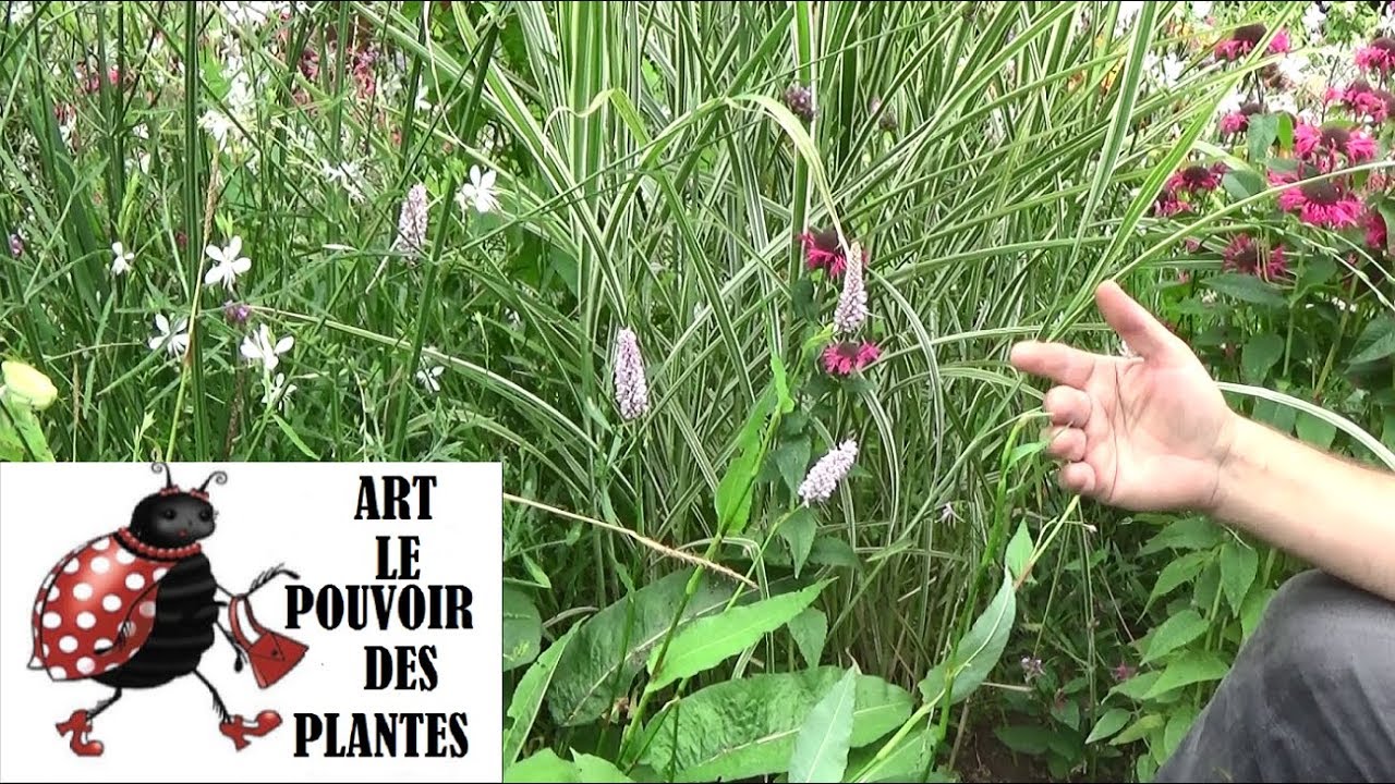 Tuto jardin:Taille et entretien: Persicaria bistorta superba: Vivace