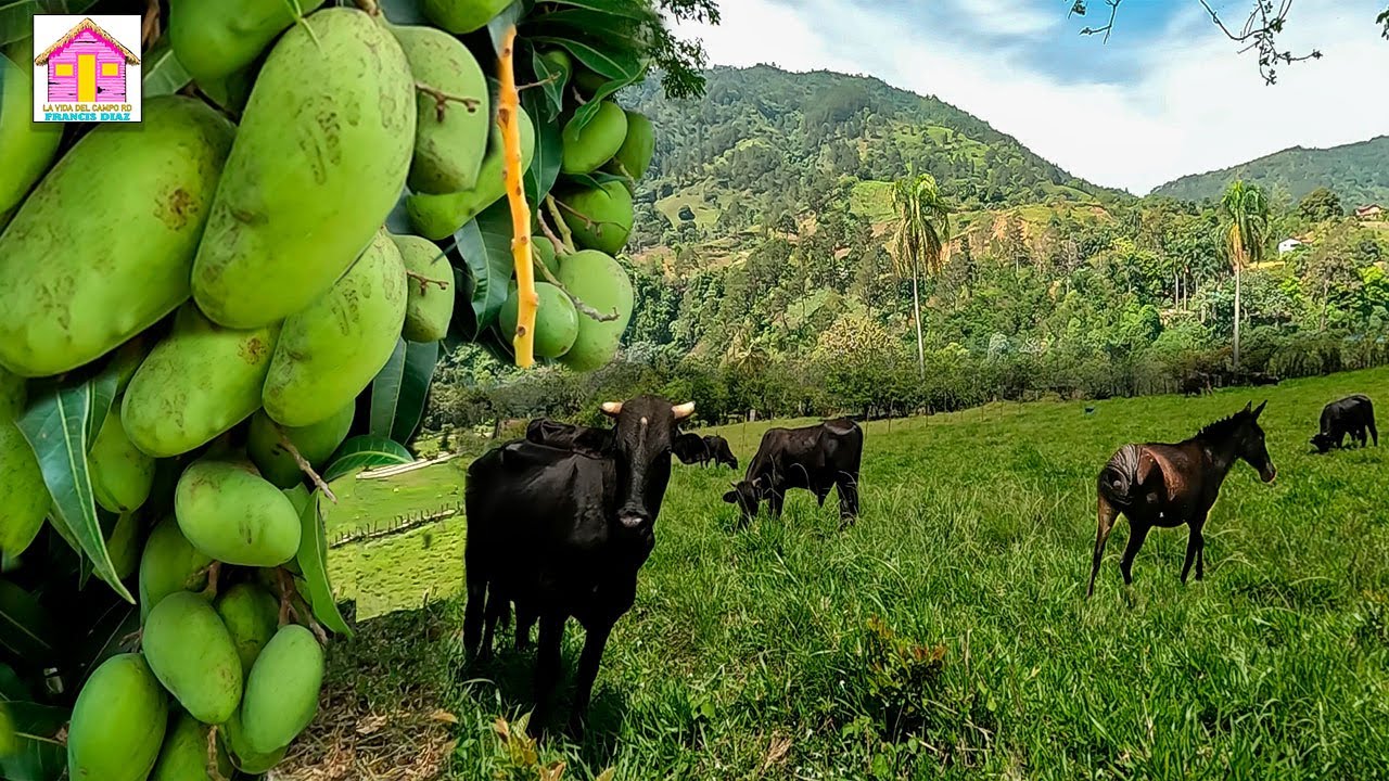 hermosas imágenes y sonidos del campo. videos