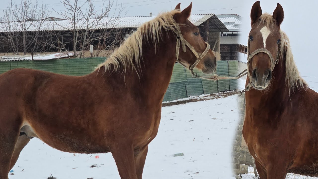 НООКАТ Центрден Сатууга Чыкты  Өспүрүм 