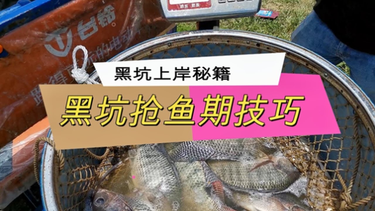 学会就能比别人多钓20斤！黑坑狂口期和偷驴期应变！简单易学！【游钓黑坑一疯子】
