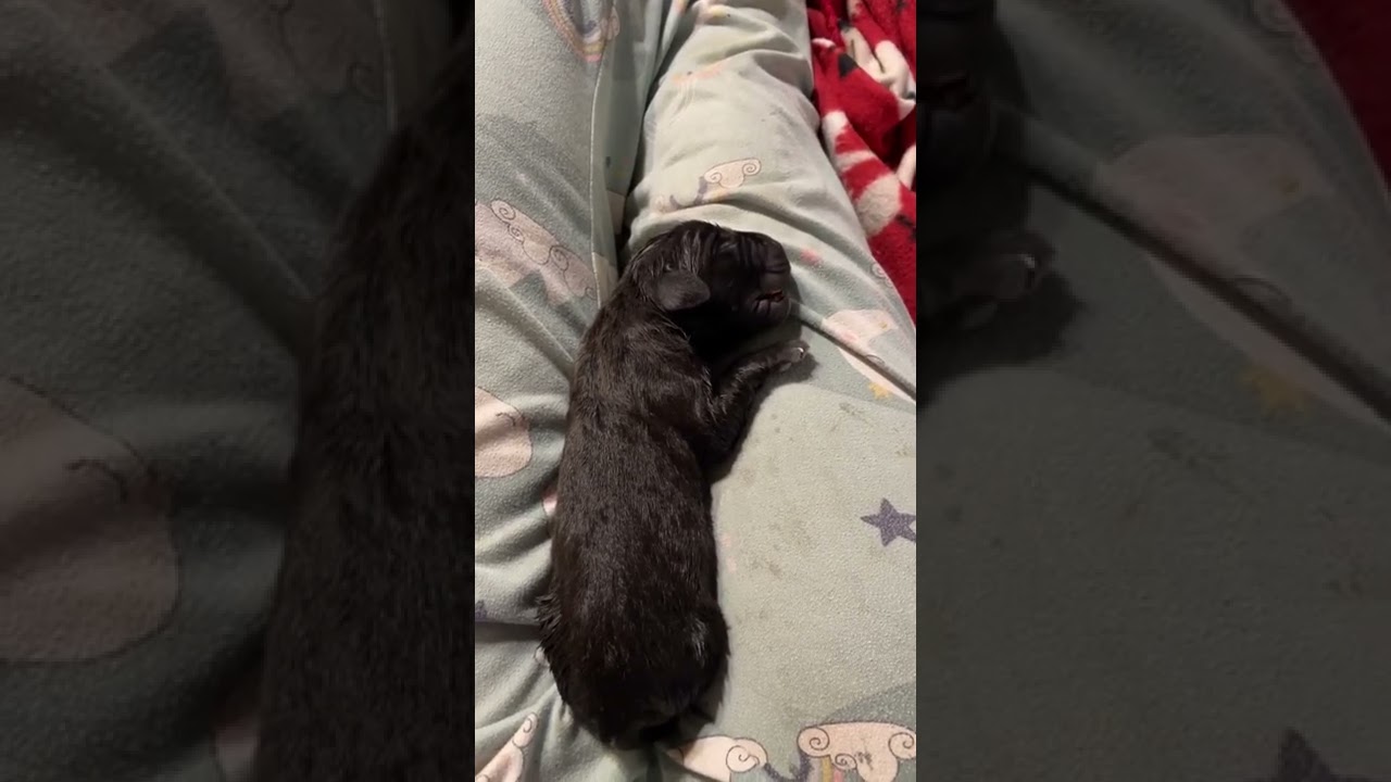 New Born Puppy Having Troubles Breathing #canecorsopuppy