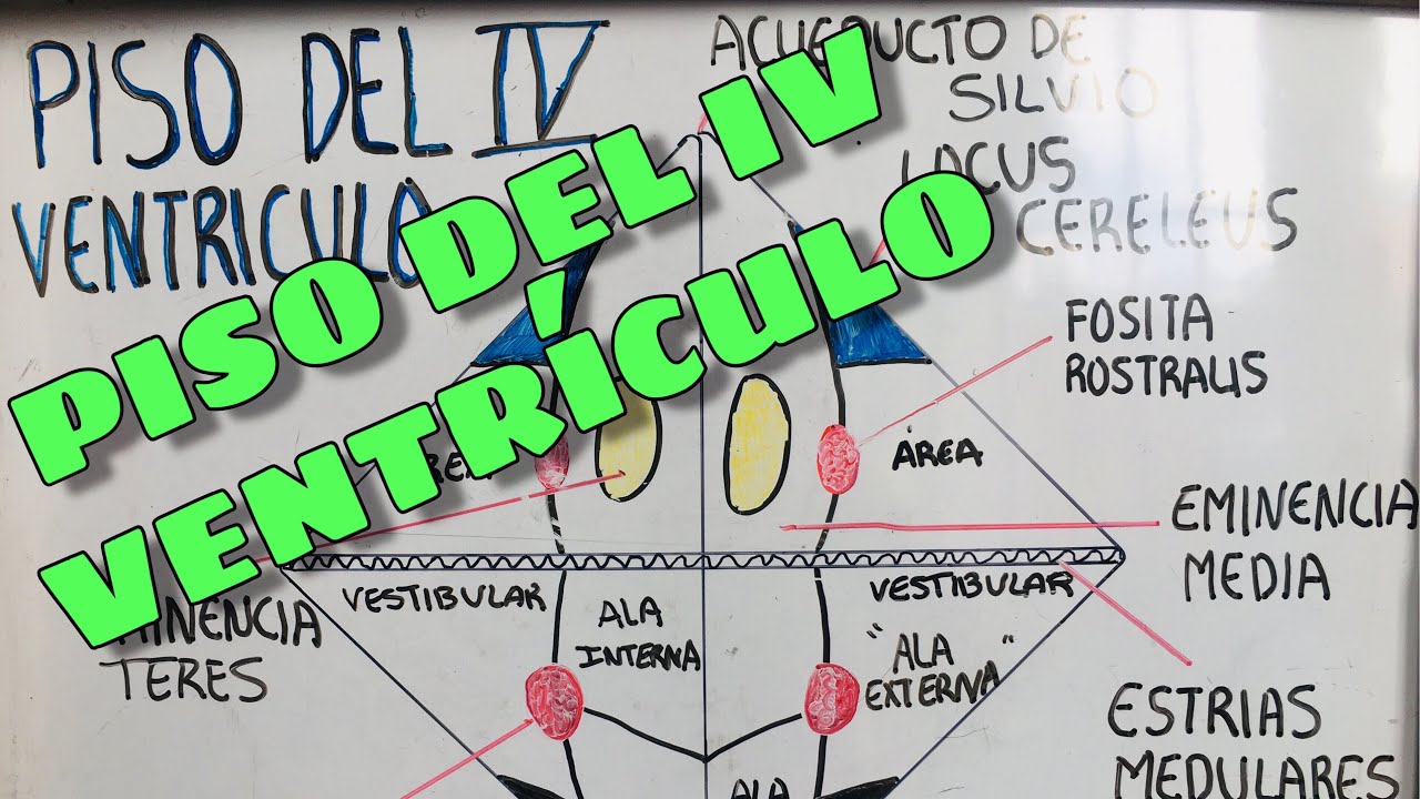 PISO DEL CUARTO (IV) VENTRÍCULO-NEUROANATOMIA