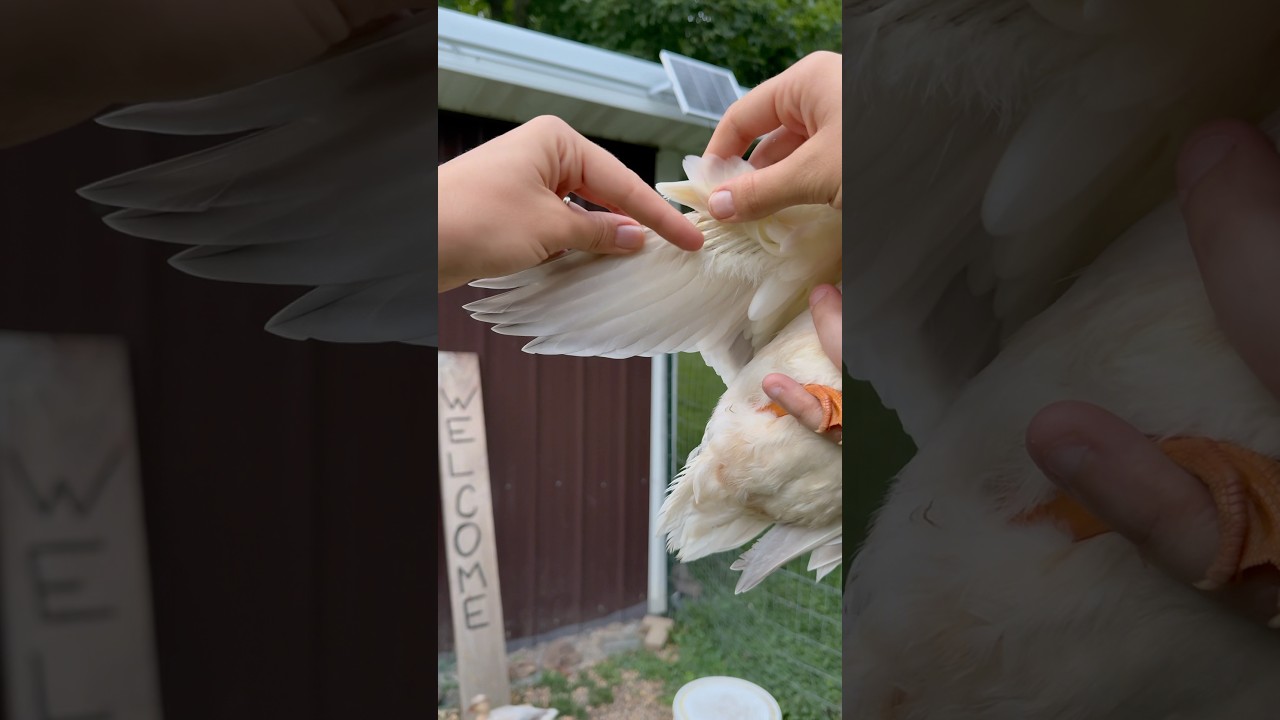 How to clip your ducks wings #callducks #ducks #ducklings #homesteading #homestead
