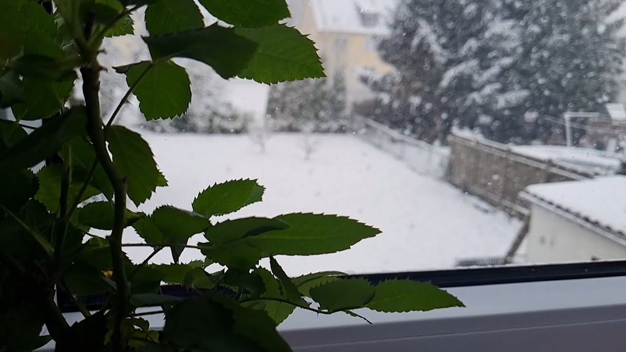 سورة الأنبياء 🤍 بصوت القارئ ماهر المعيقلي 