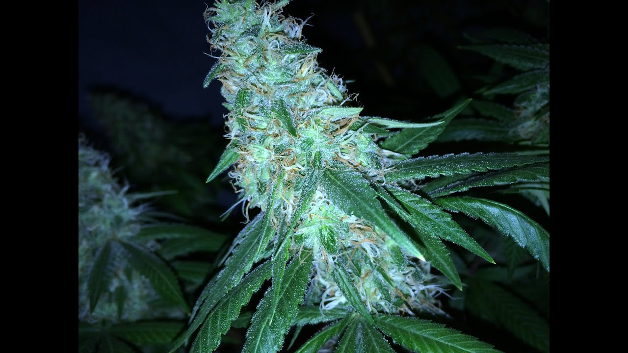 JUNE Bud Porn