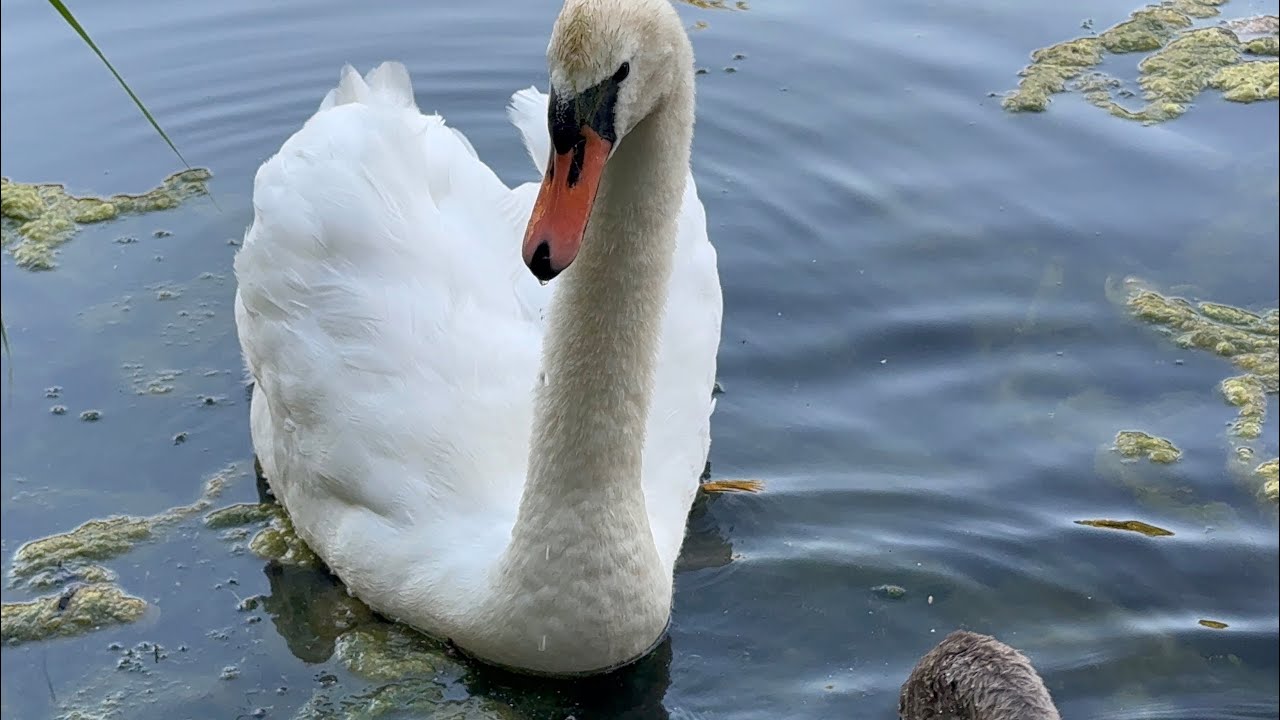  Swan Family (John & Alexa) + The 3 Cygnets Have Seeds.  9 July, 2025. 