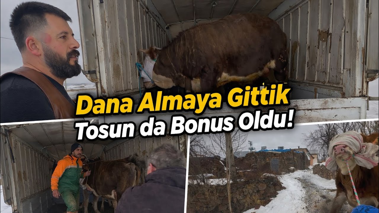 Dana almaya gittik, yolda sattık! Tosun da bonus oldu