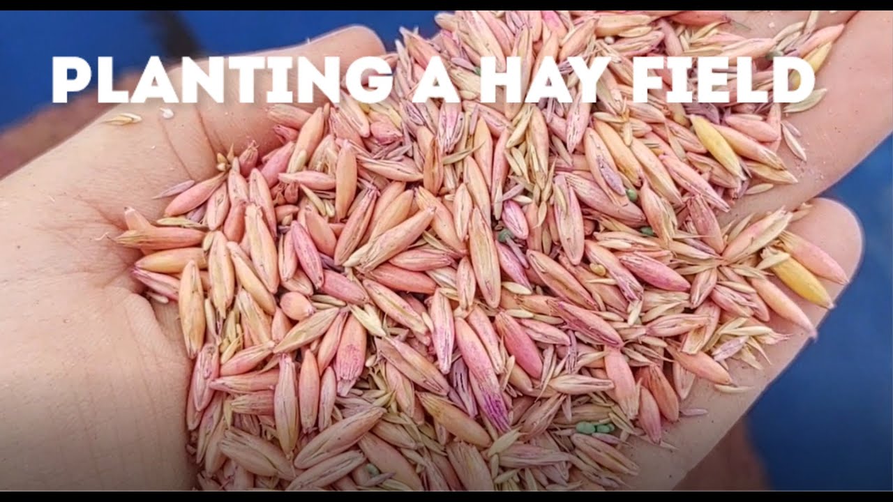 Planting a New Hay Field! - Drone Footage Included