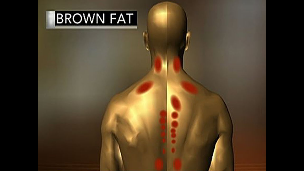 CBS This Morning - Brown fat: Fat that makes you thin