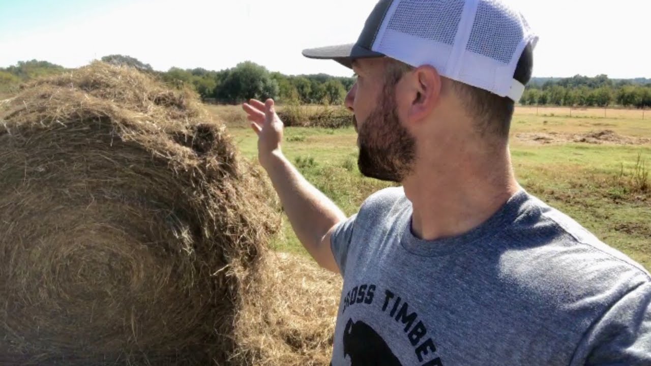 The bison react to their first hay bale of the season!
