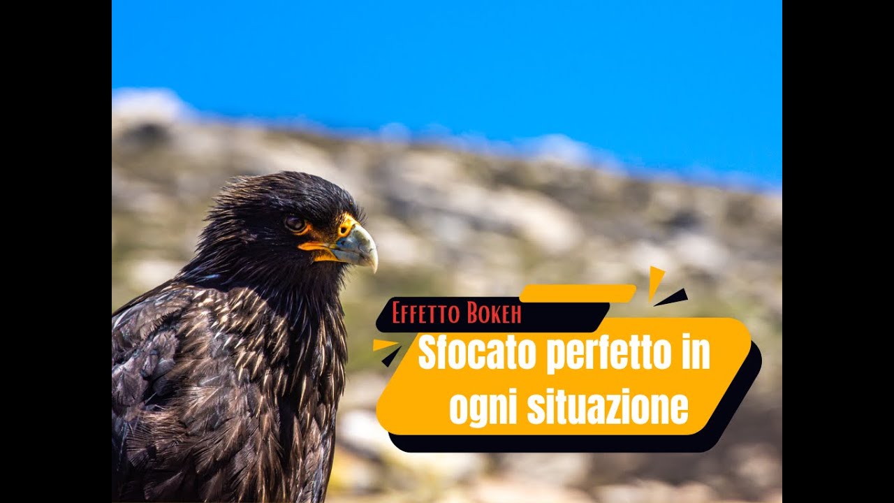 Come ottenere l'effetto Bokeh e sfocare lo sfondo di una foto