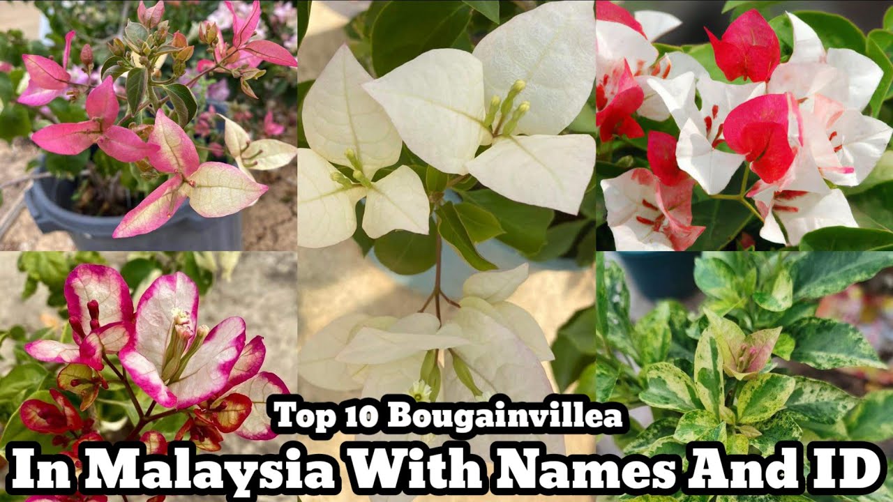 10 Beautiful White Bougainvillea Varieties With Names Or ID / Bougainvillea Plant
