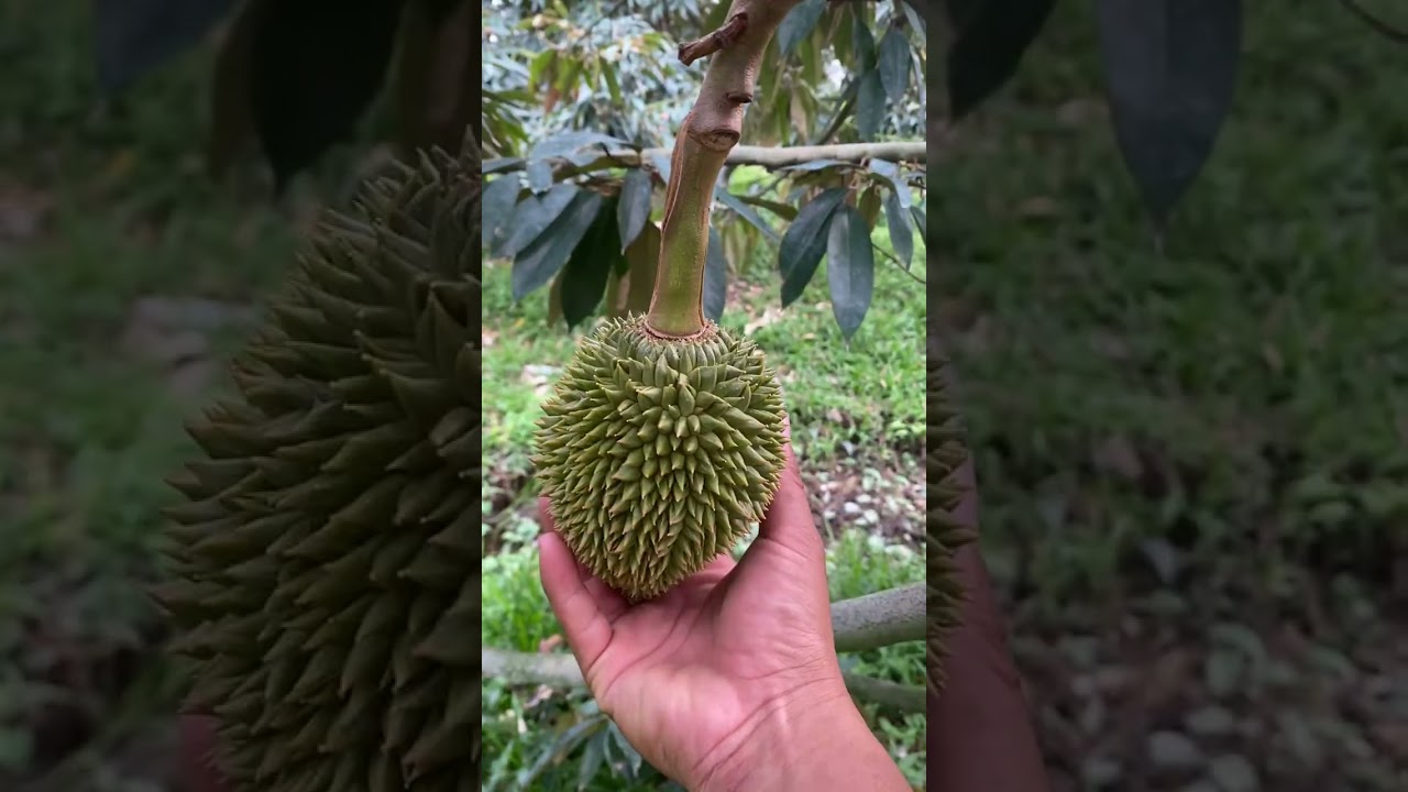Đi đọt chặn đọt sầu riêng