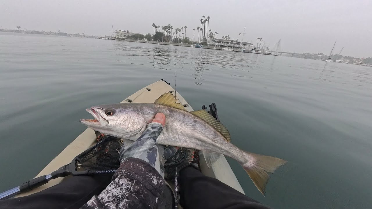 Kayak Fishing, Long Beach, Multi Species 