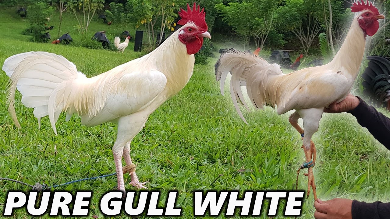 Pure White Gull High Action Hatch BATTLECITY FARM Bonbon Estrada