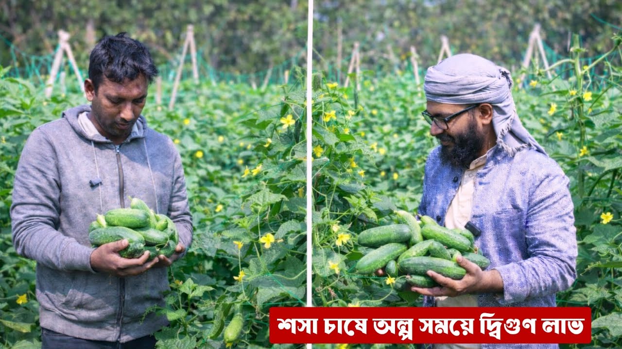 শসা চাষে অল্প সময়ে দ্বিগুণ লাভ | sosa chas poddhoti | শসা চাষ পদ্ধতি