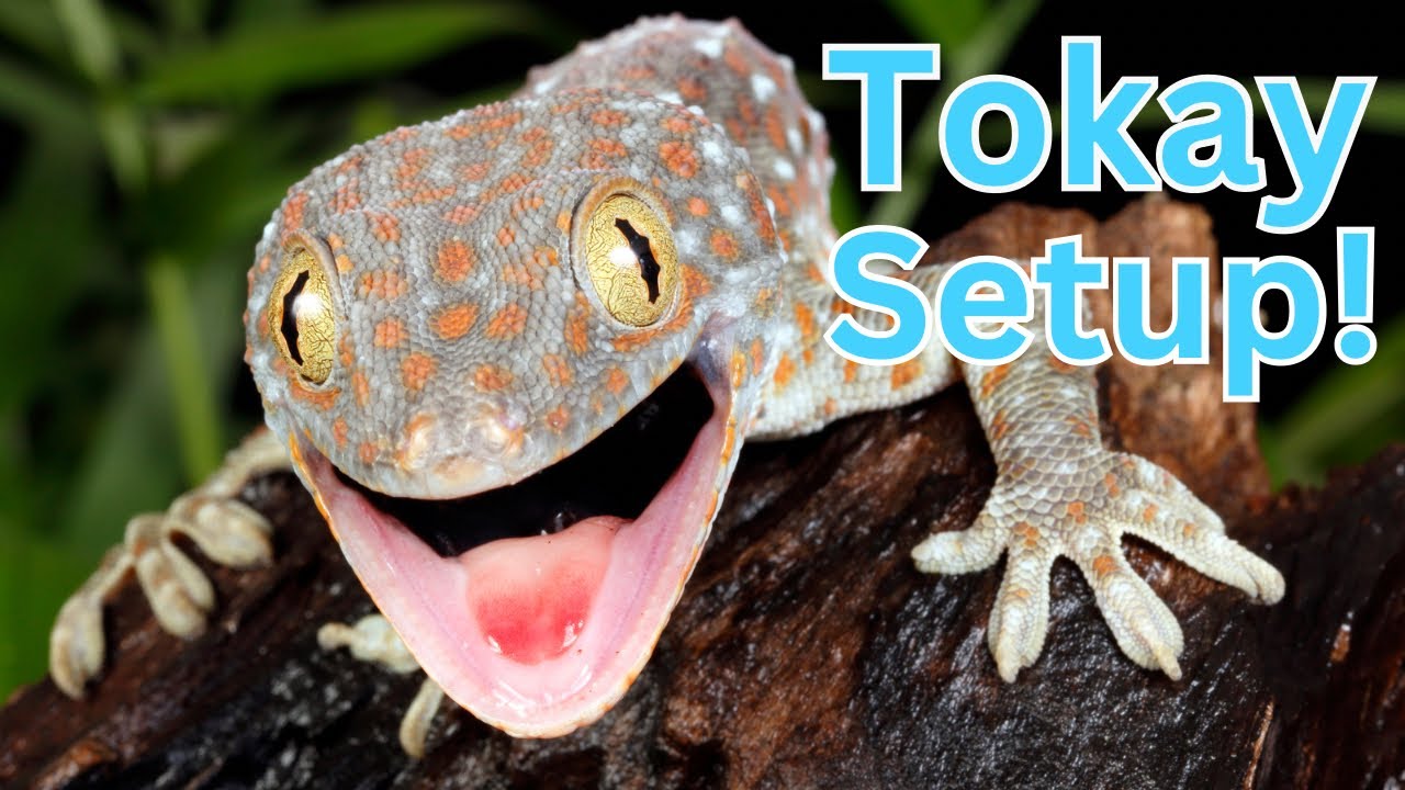 Complete Tokay Gecko Setup!