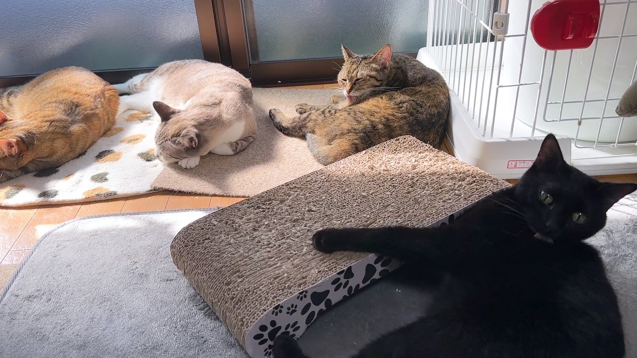 大姉ちゃんにやってしまい怒られた黒猫くん！その後の対応が可愛すぎました&hellip;(笑)