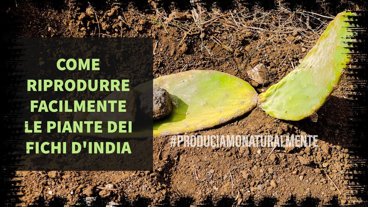 Come si riproducono le piante del Fico d'India