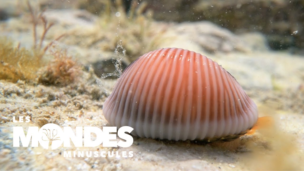 Les mondes minuscules : la porcelaine, un mollusque &agrave; la dr&ocirc;le de coquille