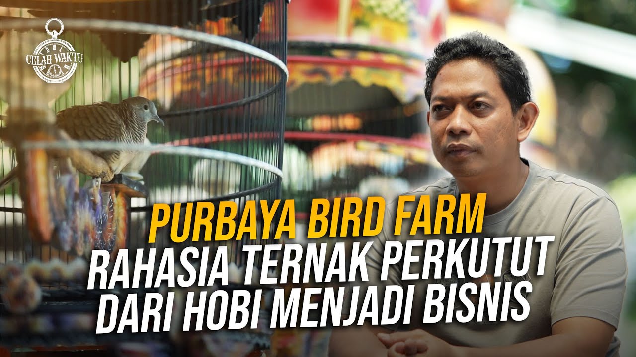 KUPAS TUNTAS‼️Purbaya Bird Farm beberkan rahasia ternak Burung Perkutut sampai jadi PULUHAN INDUKAN.
