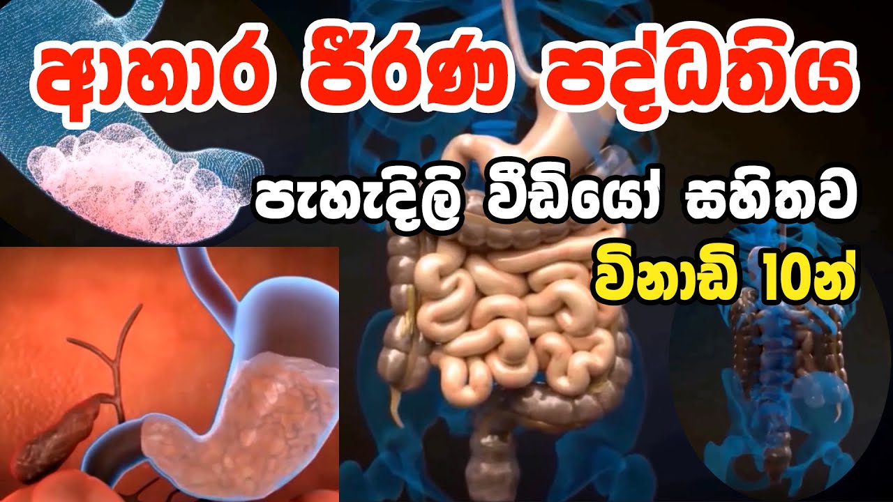 Ahara Jirana Paddathiya Sinhala | ආහාර ජීර්ණ පද්ධතිය | The Digestive system in sinhala  | #siththama