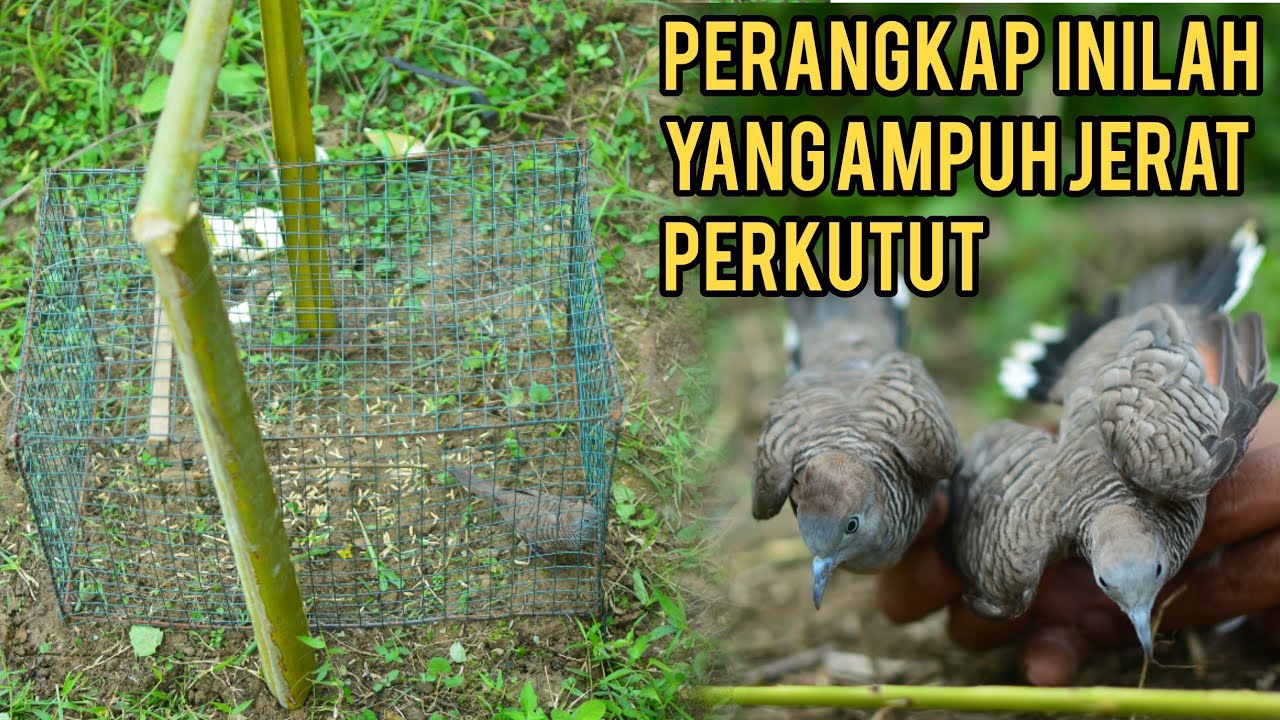 PERANGKAP INILAH YANG PALING AMPUH JERAT PERKUTUT//easy biry trap how tu make tu biry trap 100% work