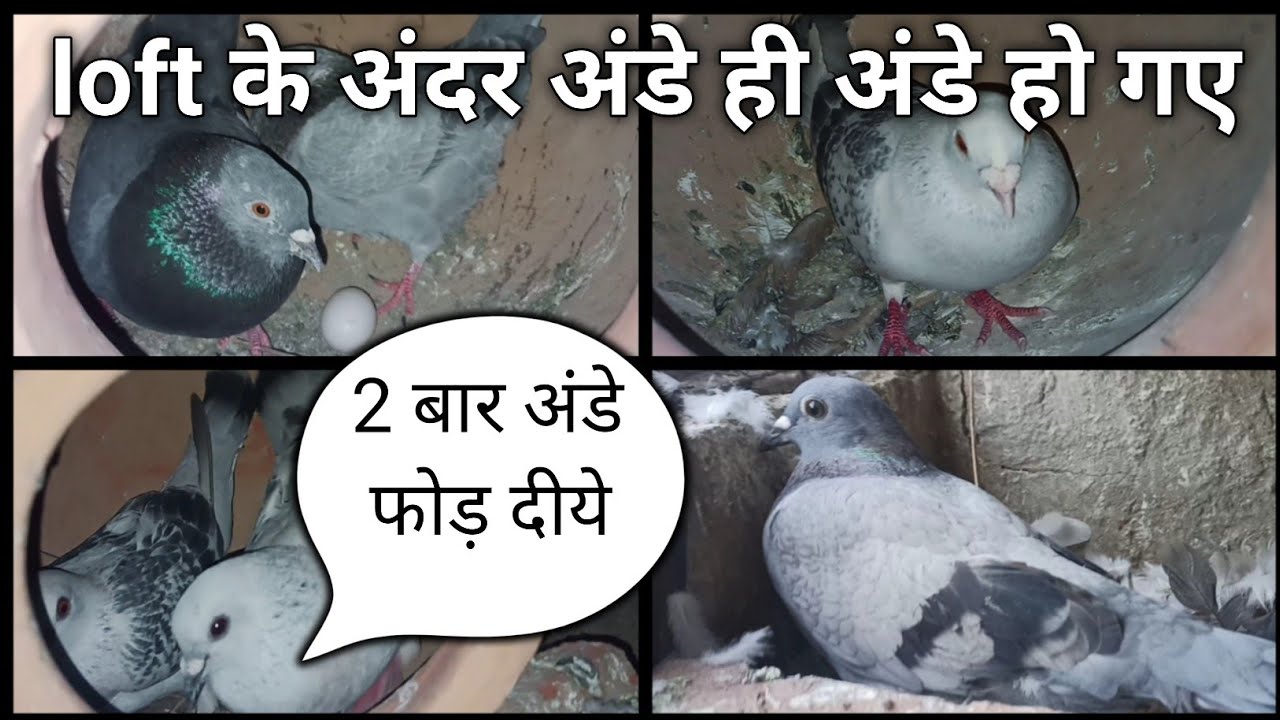 Hamare loft ki breeding progress | Agra Pigeons