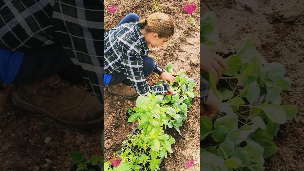 Gardening Family...Buy Dirt! #countrymusic #lukebryan #jordandavis #garden #shorts #family #farm