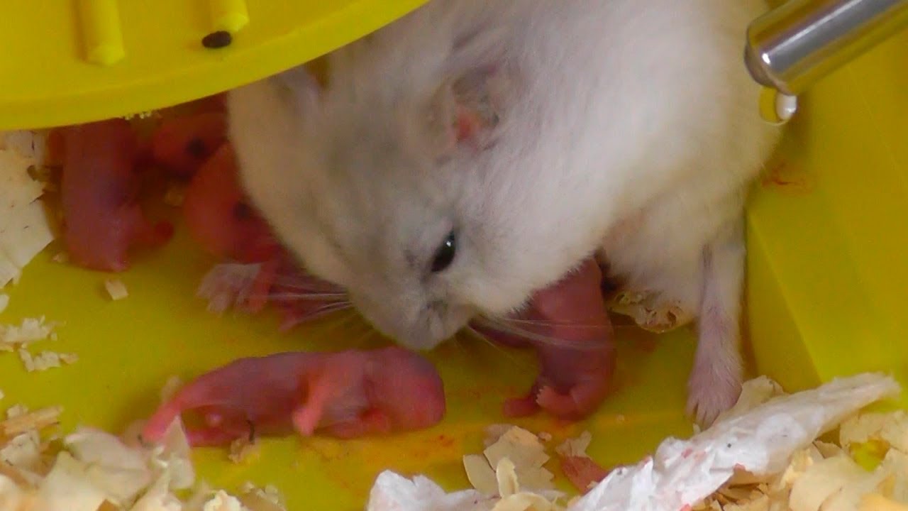 Parto de Hamster