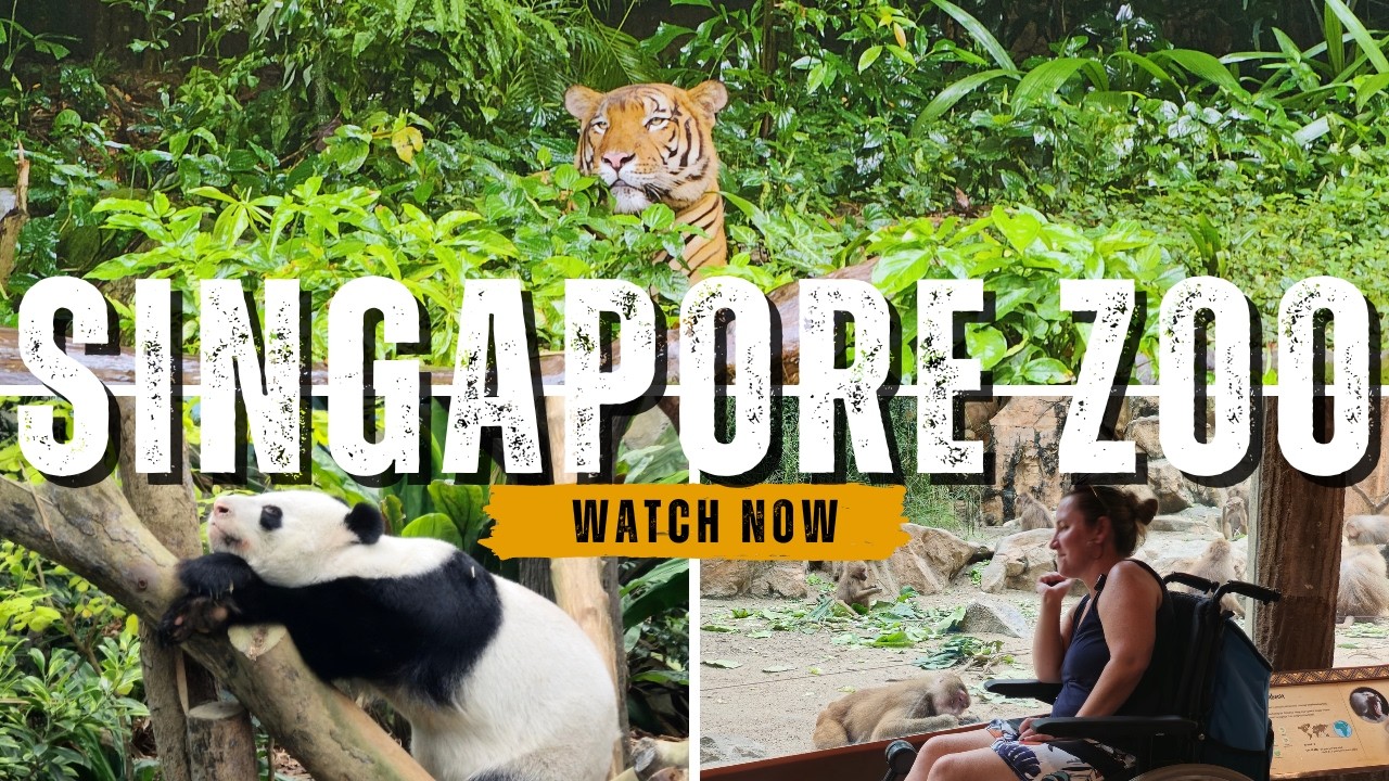Singapore Zoo & River Wonders in the Rain: Kaya Toast, Otters, Pandas & More!