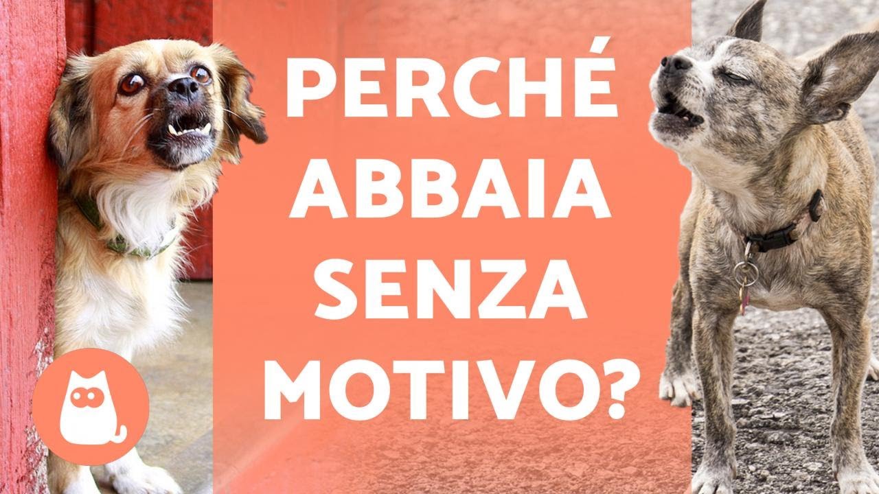 Perché i CANI ABBAIANO al NULLA? 🐶🗯️❗ (Soluzioni)