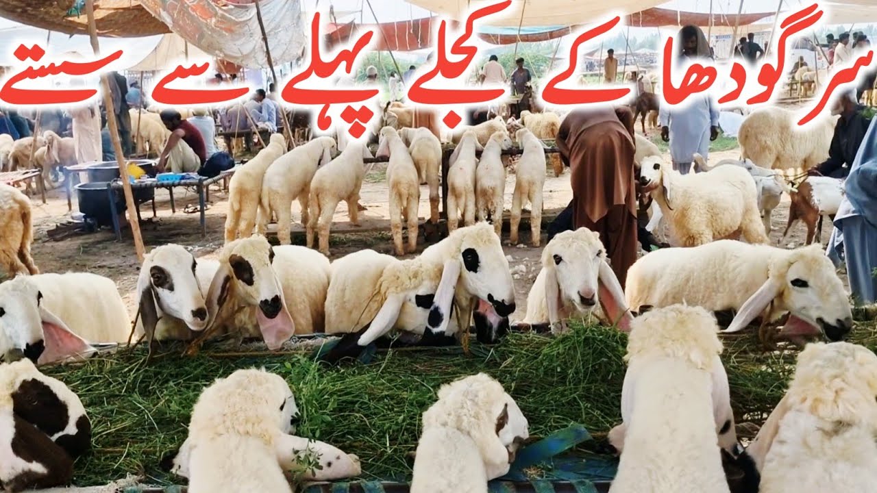 SARGODHA K Kajle Kakke Lele 5 Neshan Wale || Salem Mandi Bhalwal || Global Village Farming 