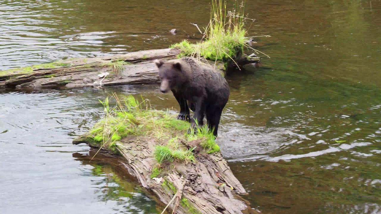 ABC Coastal Brown Bear