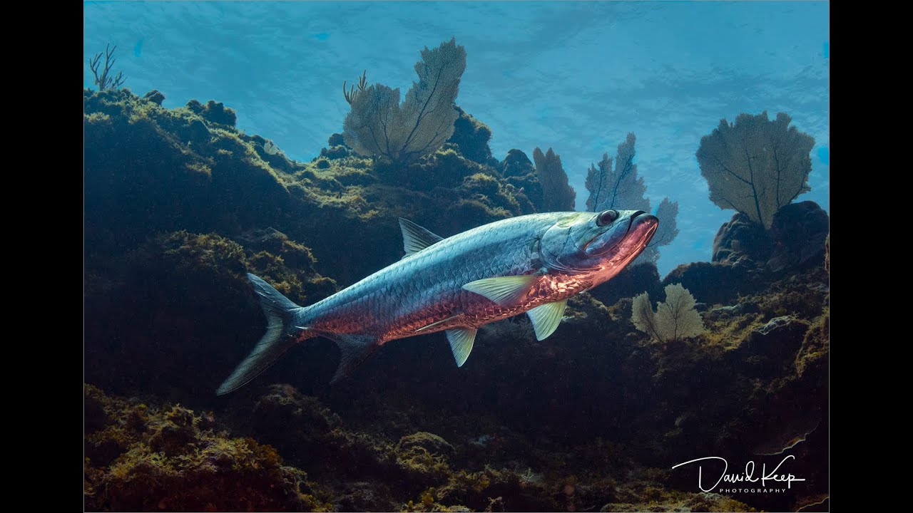 Photographing Barracuda, Tarpon & Stingrays