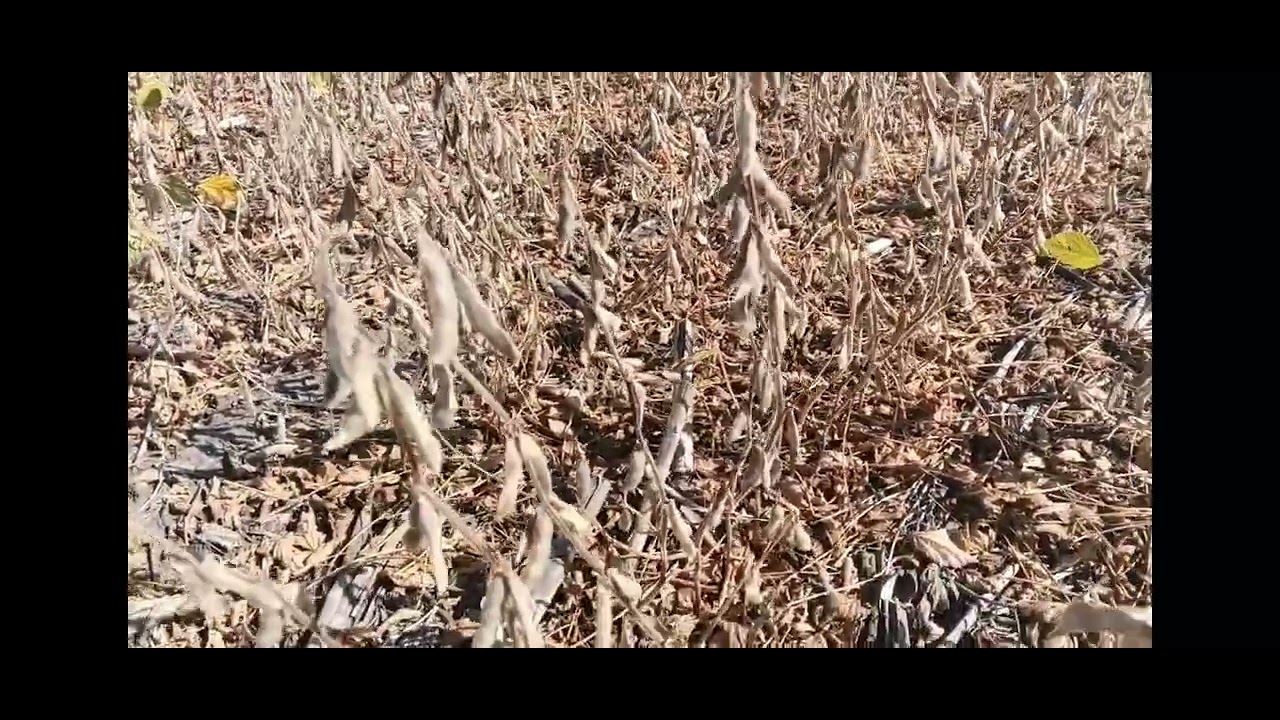 Жнива сої. Який урожай по технології no-till в черкаській області 2025. @No-Tiller