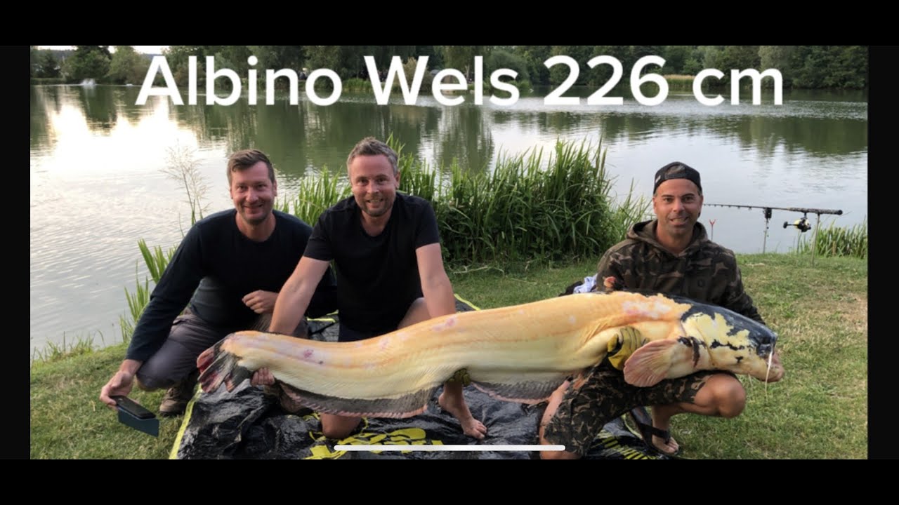 Monster Albino Wels  226cm Schnackensee