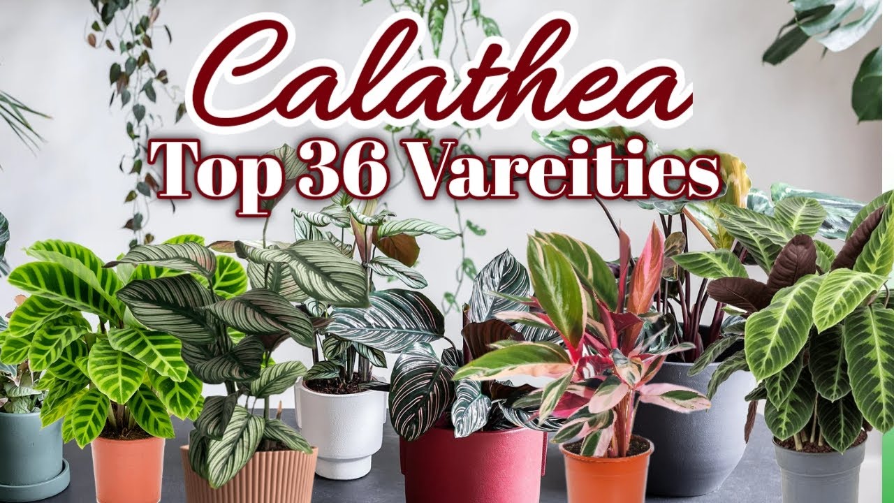 36 Calathea Varieties