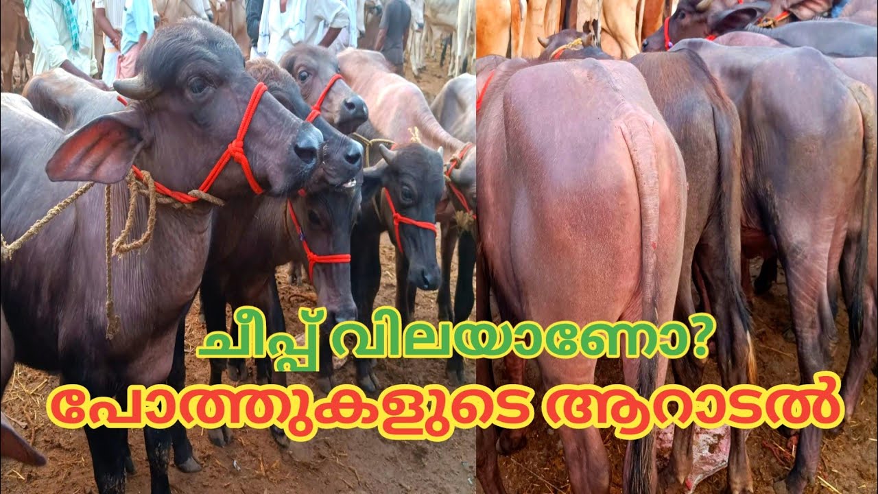 പോത്തുകളുടെ ആറാടൽ | ചീപ്പ് വിലയാണോ | വിലസഹിതം | Vaniyamkulam Chandha | Buffalo | TECH AND VLOGS
