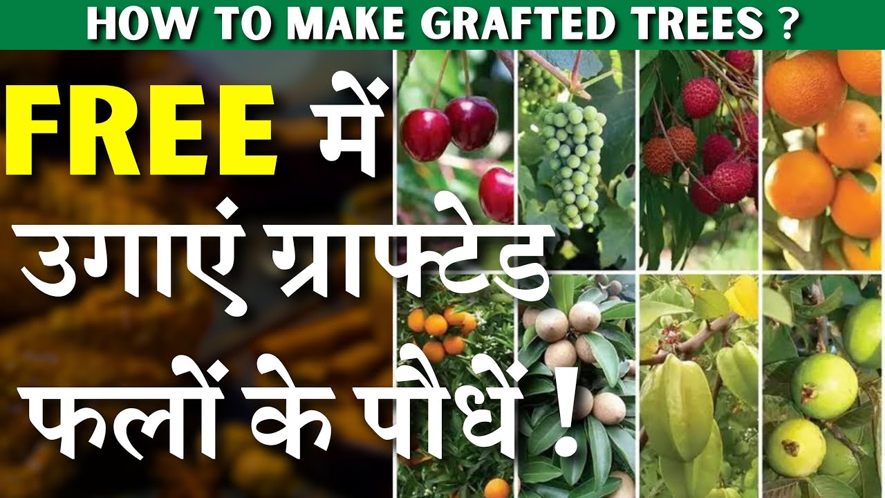 FREE / फ्री में उगाएं अपने मनपसंद फलों के ग्राफ्टेड पौधे अपने घर || छत्त हो या बालकनी || Grafting